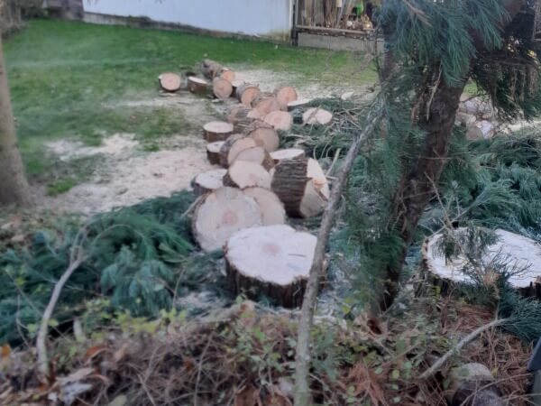 Baum entfernen in Ebersbach