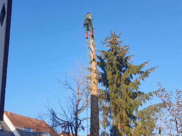 Baum fällen mit Klettertechnik