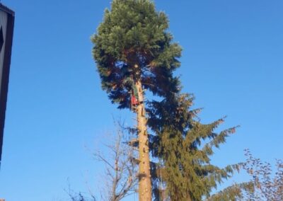 Schwierige Baumfällung in Ebersbach an der Fils