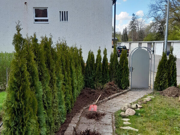 Thuja Hecke in Garten gepflanzt