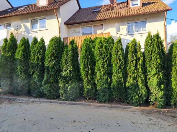 Neu gepflanzte Hecke in Albershausen