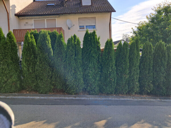 Neue Thuja Hecke in Alberhausen bei Uhingen