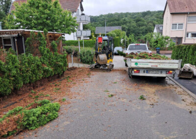 Kaputte Thuja Hecke entfernt in Albershausen