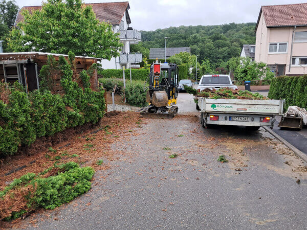 Thuja Hecke mit einem Bagger in Uhingen ausgegraben