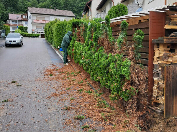 Vertrocknete Thuja Hecke wird entfernt